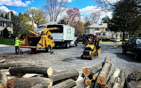 Best Tree Removal  in Seal Beach, CA