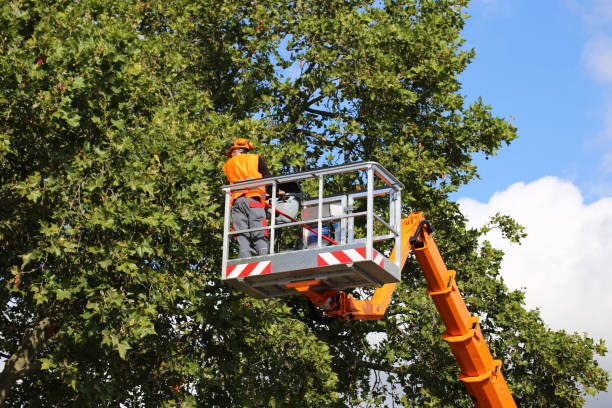 Best Leaf Removal  in Seal Beach, CA