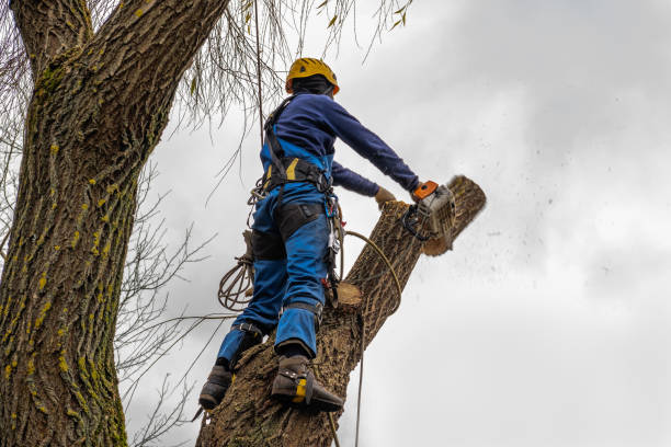 Seal Beach, CA Tree Services Company