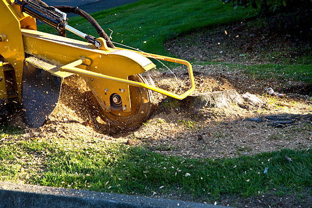 Tree and Shrub Care in Seal Beach, CA